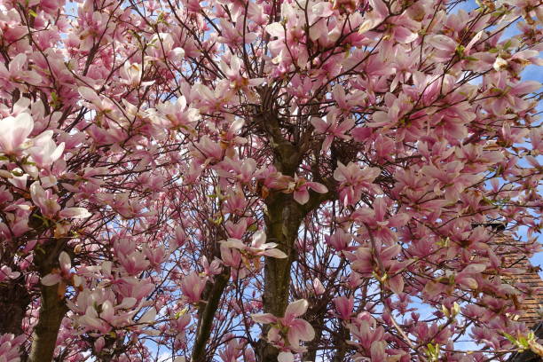 istock Magnolia in bloom  Spring season  Home garden 1309534939