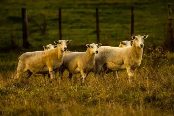 Sheep grazing on a farm late in the afternoon. The farm is located in the Bay of Plenty region of New Zealand.