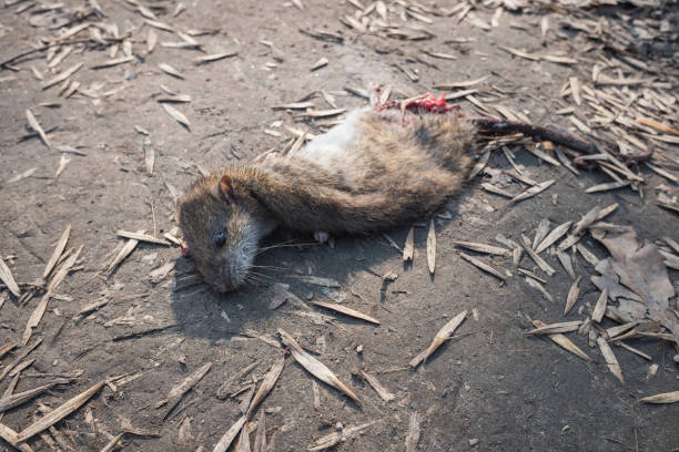 Dead Rodent - Banco de fotos e imágenes de stock - iStock Dead Rodent - Banco de fotos e imágenes de stock - iStock