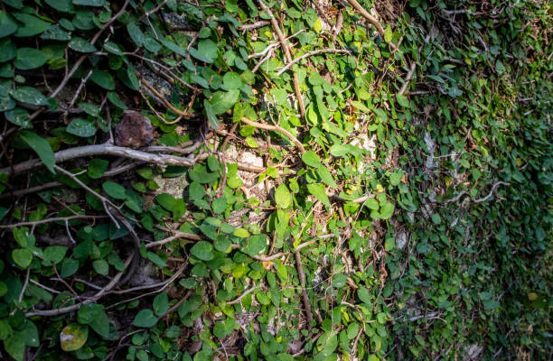 the old wall covered with green ivy leaves in the sun light