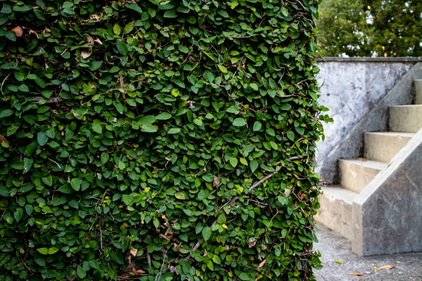 the wall covered with ivy leaves and the stairs the old wall corner covered with ivy leaves and the concrete stairs period property photos stock pictures, royalty-free photos & images