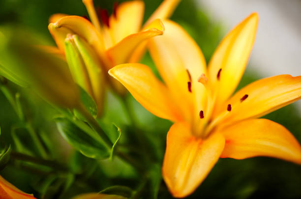 istock Beautiful spring or summer blooming Lily plant 1309539922