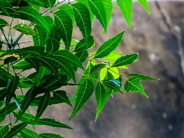 istock THE RICH GREEN TONES 1309540042