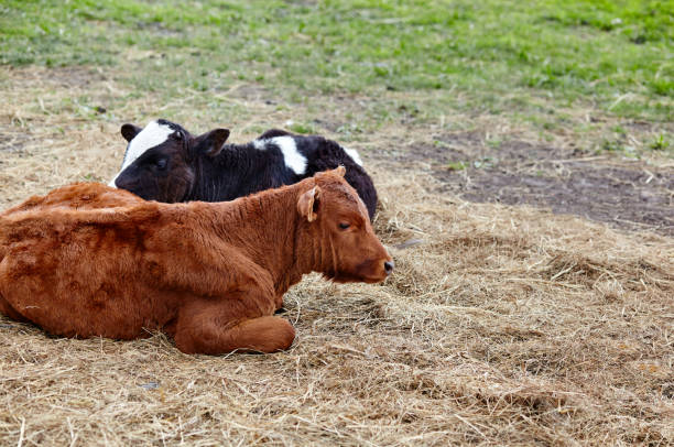 istock Portrait of two lying cows. Grass paddock on farmland 1309540069