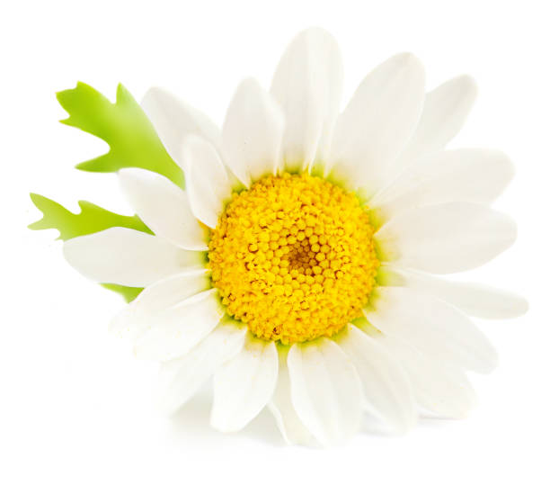 istock White Daisy Flower (Chamomile or Camomilie) isolated on white background. Side view. Close-up. Floral object 1309540263