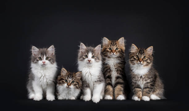 istock Row of 5 Siberian kittens on black background 1309540361