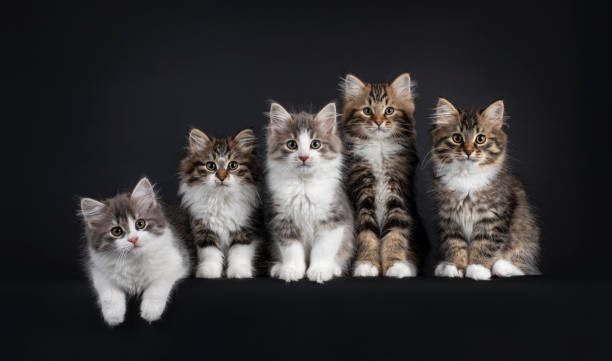 istock Row of 5 Siberian kittens on black background 1309540371