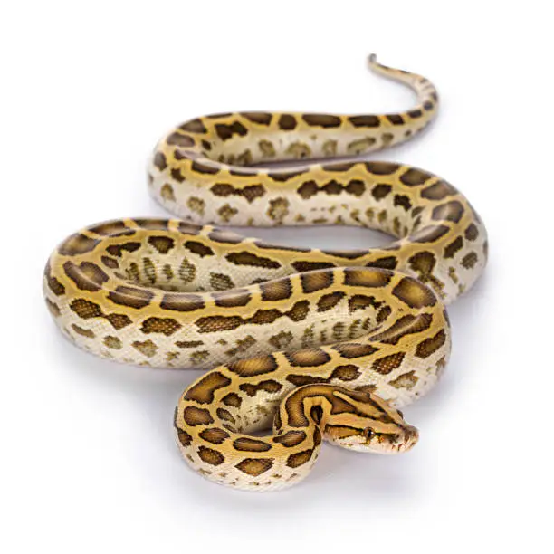 Top view full length Burmese Python aka Python bivittatus snake. Isolated on white background.