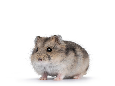 Cute baby hamster, standing facing front. Looking towards camera. Isolated on a white background.