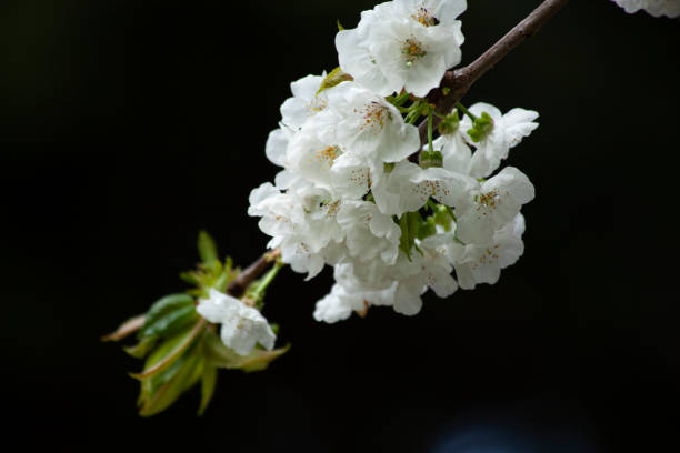 Flowers stock photo