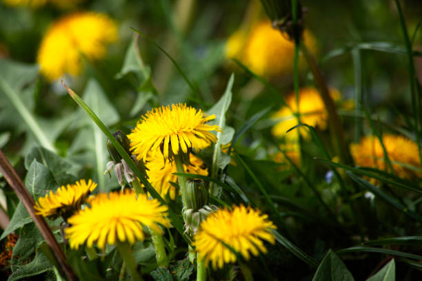 Flowers stock photo