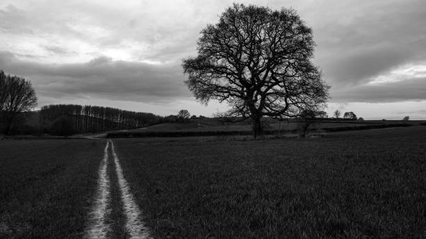 istock A bare oak tree and a country lane in a rural location 1309542161