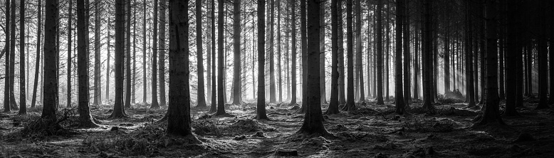 Bright light of daybreak filtering through a dramatic black and white panorama deep in the forest.