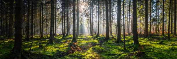 istock Sunlight and shadows deep in the green wood forest panorama 1309542371
