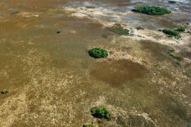 istock Swampy environment in south Florida 1309543046