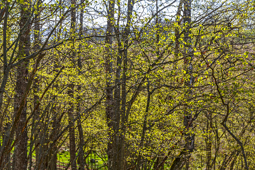 Leaf buds in the deciduous forest in spring