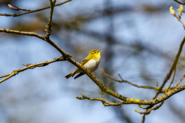 istock Singing Wood Warbler in the spring 1309544304