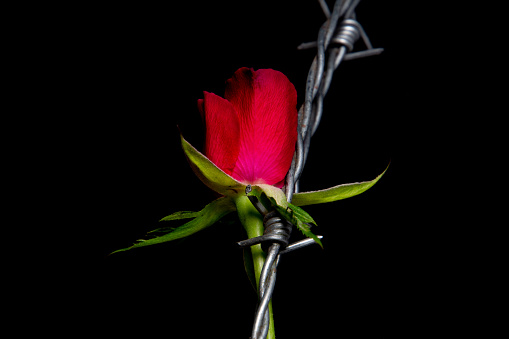 Red rose blossom and barbed wire isolated on black background, concept of love and pain