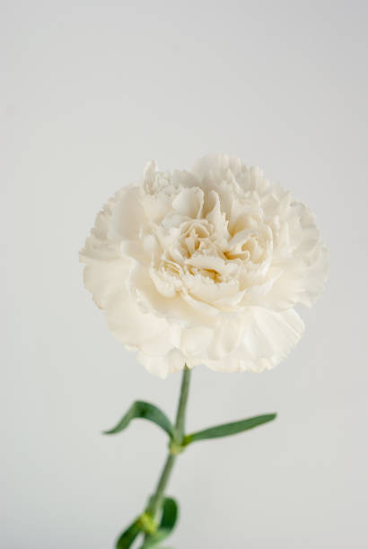 istock Single white carnation flower closeup 1309545114