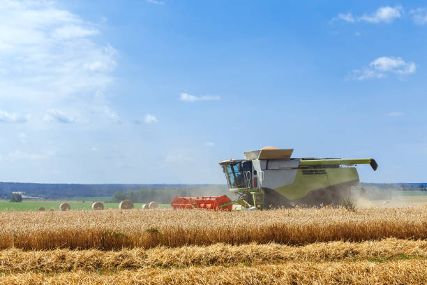 istock The combine harvests ripe wheat in the grain field. 1309545668