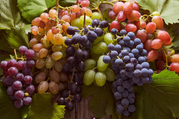 istock Different varieties of grapes on a wooden table 1309546392