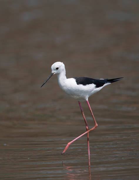 istock A black-winged stilt (Himantopus himantopus) wading in shallow water 1309547398