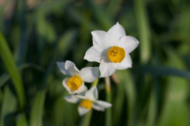 istock Wild flowers in macro if blur 1309547510