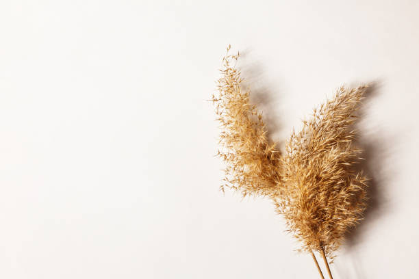 istock Beige reeds on white table. Minimal, styled concept for bloggers. Light background with a common reed. Copy space. 1309547536
