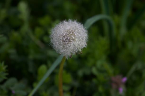 istock dandelion in the foreground with blurred background 1309547577