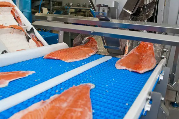 Photo of Salmon fish factory processing line detail