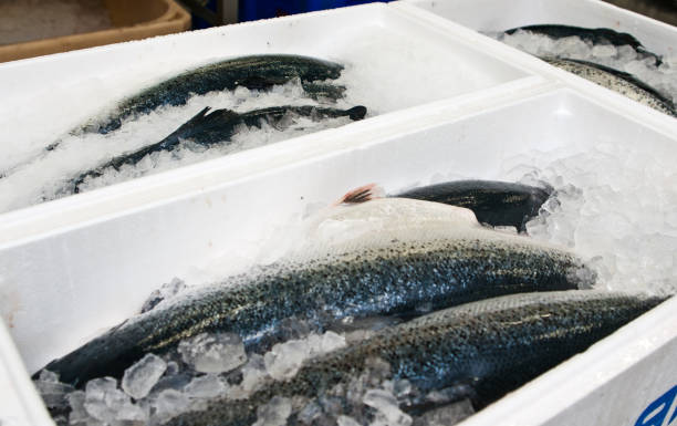 istock Salmon fish factory processing line detail 1309547690