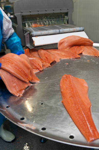 istock Salmon fish factory processing line detail 1309547713