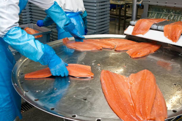 istock Salmon fish factory processing line detail 1309547734