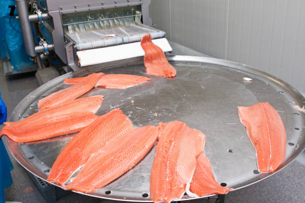 istock Salmon fish factory processing line detail 1309547805