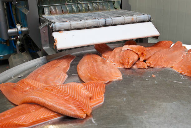 istock Salmon fish factory processing line detail 1309547843