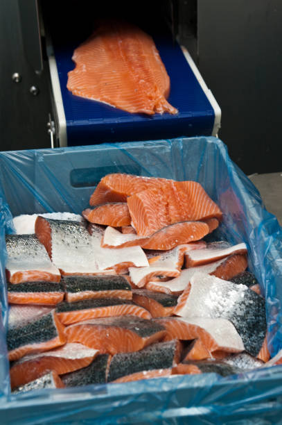 istock Salmon fish factory processing line detail 1309547844