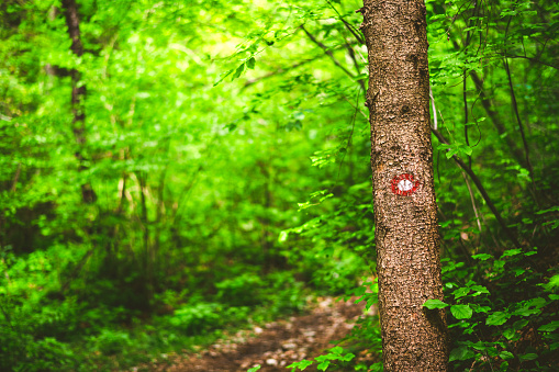 Red white mark on a tree in springtime