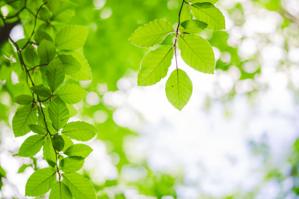 istock Close-up of Beech leaves 1309548660