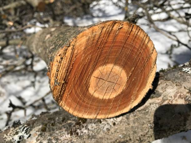 istock Slice of wood 1309548683