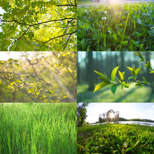 istock Collection of eco images 1309549587