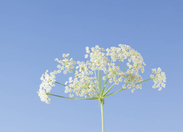 istock White wild carrot flowers on a meadow 1309549623