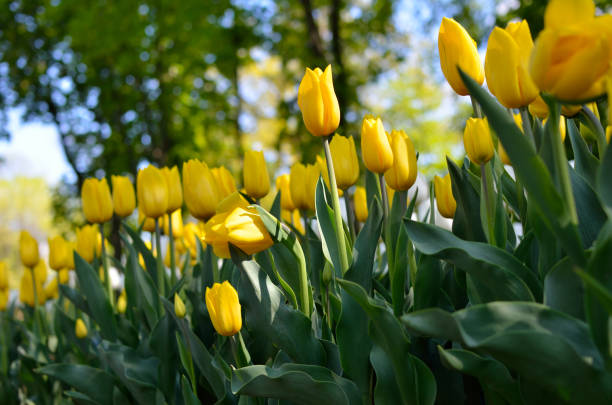 istock Young tulips bloomed in the park in spring 1309551117