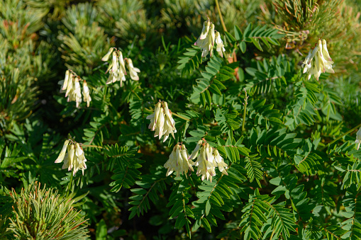 Alpine plants in Mount Kitadake ( Scientific name:Hedysarum vicioides ssp. japonicum var. japonicum ).Mt. Kitadake is known as the second highest mountain in Japan.