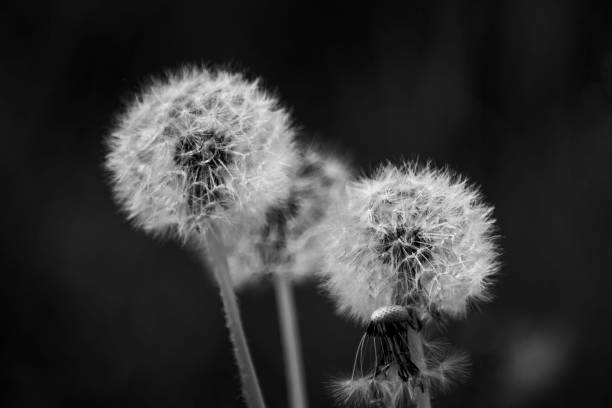 istock White dandelions in a garden. Black and white 1309553045