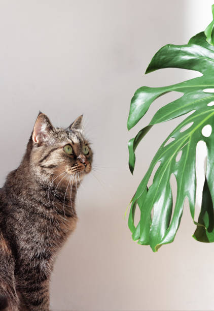 istock Domestic cat looks at a green monstera leaf at daylight. 1309556714