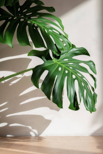 istock Monstera leaves against a concrete wall with beautiful shadows from sunlight. 1309556758