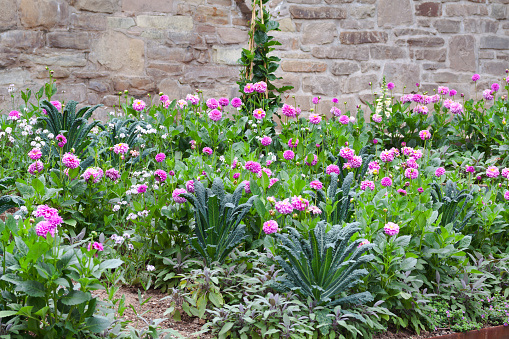 Wild flower bed with purple dahlia flowers at old wall