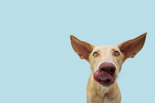 istock Funny dog licking its lips with big ears looking at camera. Isolated on blue pastel background 1309558829