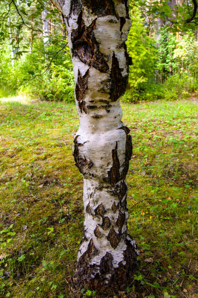 istock Karelian birch trunk. Betula pendula var. carelica. 1309560353