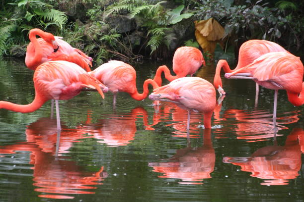 istock Pink flamingos 1309560519